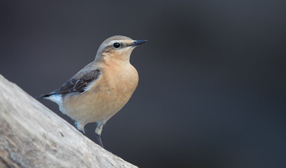 Wheatear