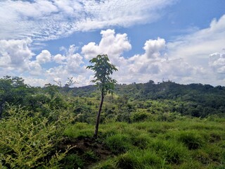 Obraz premium trees in the mountains