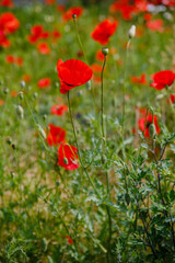 Common Poppy (Papaver rhoeas) in green natural background. Summer floral background