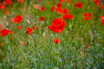 Common Poppy (Papaver rhoeas) in green natural background. Summer floral background