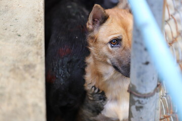 Dog shelter in Thailand, Dog Rescue