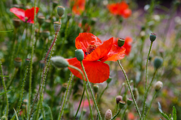 Naklejka premium Common Poppy (Papaver rhoeas) in green natural background. Summer floral background