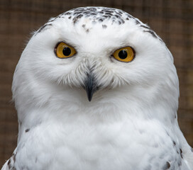 Snowy Owl