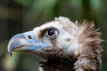 Cinereous Vulture