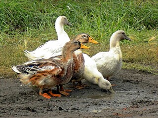 domestic ducks graze on the roadside grass