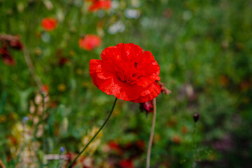 Common Poppy (Papaver rhoeas) in green natural background. Summer floral background