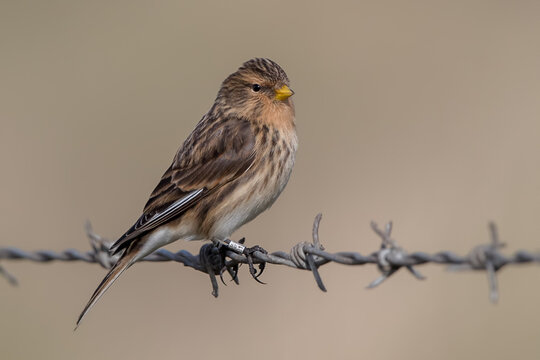 Twite