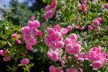 Pink roses in the garden of pink roses. Blooming Roses on the Bush. Growing roses in the garden.