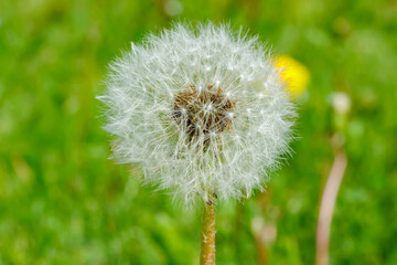 Obraz premium Beautiful fluffy dandelion with seeds against the green grass