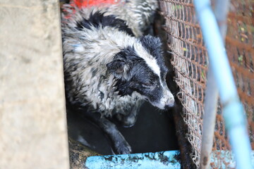 Dog shelter in Thailand, Dog Rescue