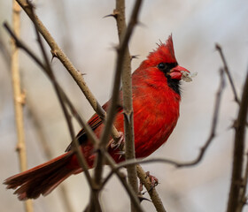 Cardinal Feeding