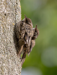 Treecreeper
