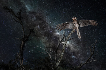 Night bird with open wings and the Milky Way in the background. Common potoo on a dry branch in the jungle starry night.