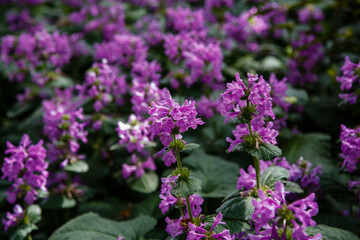 Betonica (syn. Stachys ), common betony, purple betony, is a perennial grassland herb. Betonica grandiflora in garden