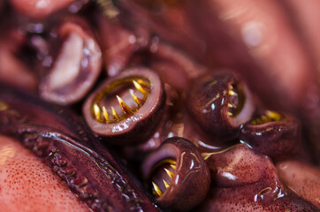 Octopus texture