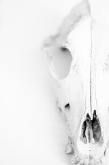 Dog skull in white