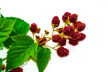 Branch delicious ripe blackberries isolated on white background.