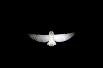 White owl with open wings flying on the dark night like a ghost or spectrum in the darkness