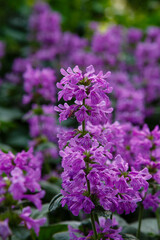 Betonica (syn. Stachys ), common betony, purple betony, is a perennial grassland herb. Betonica grandiflora in garden