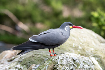 Naklejka premium Inca Tern