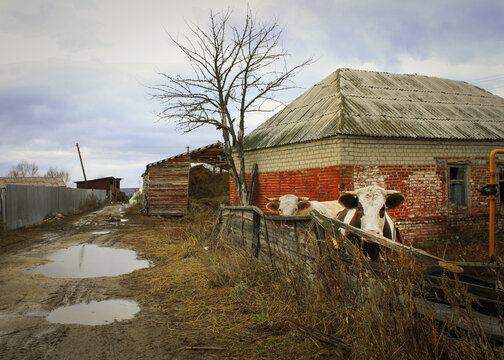 sad cows behind a fence against the background of a brick old house in autumn after the rain