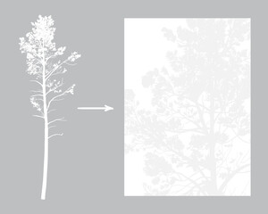 Vector tall pine silhouette. High quality of details. Pine shape isolated on gray.
