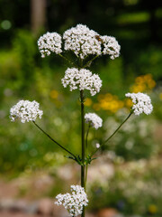 Valeriana officinalis in garden. Flowers of Valeriana officinalis. Cultivation of medicinal plants in the garden.