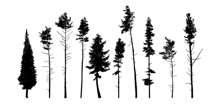 Vector silhouettes of different pine trees. Detailed tee shapes isolated on white.
