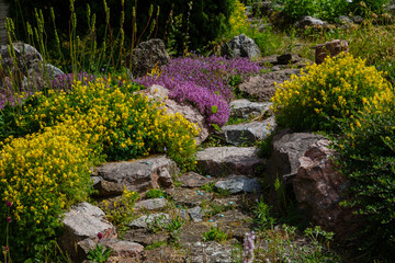 Alpine rock with flowering plants