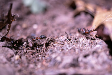 ants on the ground