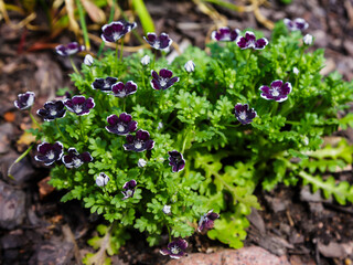 Nemophila Menziesii Penny Black in garden. Rare plants in the garden