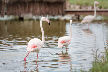 Pink flamingos on the pond. Tropical birds