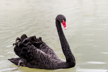 Black Swan. Water bird