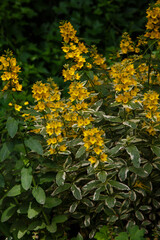 Obraz premium Lysimachia punctata variegata in garden. Yellow flowers of Lysimachia punctata.