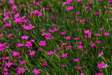Dianthus deltoides, the maiden pink - pink flowers in the garden. Decorative flowering plant for an Alpine garden