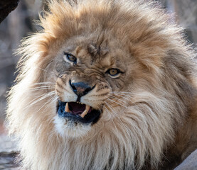 Fototapeta na wymiar Snarling Lion