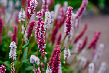 Polygonum affine, knotweed, blooming plants in summer. Medicinal plants in the garden