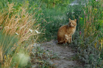 A red-haired street cat sits on a forest path among field grasses. The cat looks away. High quality photo
