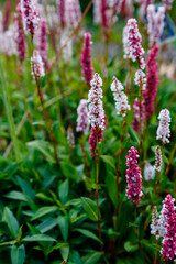 Polygonum affine, knotweed, blooming plants in summer. Medicinal plants in the garden