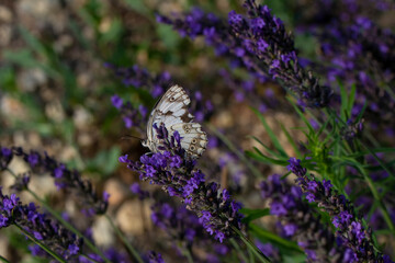 Closeup beautiful butterfly sitting on the lavender flower in a summer garden