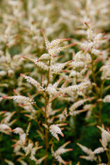 Aruncus dioicus (Walt.) ( goat's beard, buck's-beard or bride's feathers) is a flowering in garden
