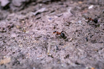 ants on the ground