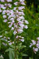 Flowers of Penstemon digitalis hasker red in summer garden