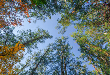 autumn in the forest
