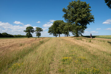 tree in field