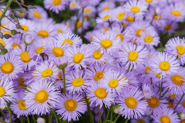 Fototapeta premium Flowers of violet flowers of Erigeron speciosus in garden. Floral background