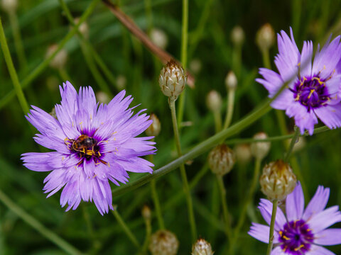 Catananche caerulea, the common names Cupid's dart, blue cupidone, and cerverina in natural background