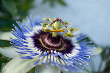Closeup of a flower