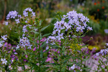 Gadellia (Campanula) lactiflora flowers in garden