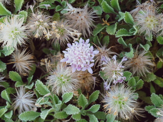 Pterocephalus perennis, mont Parnasse scabieux, plante de rocaille au feuillage tomenteux, gris...